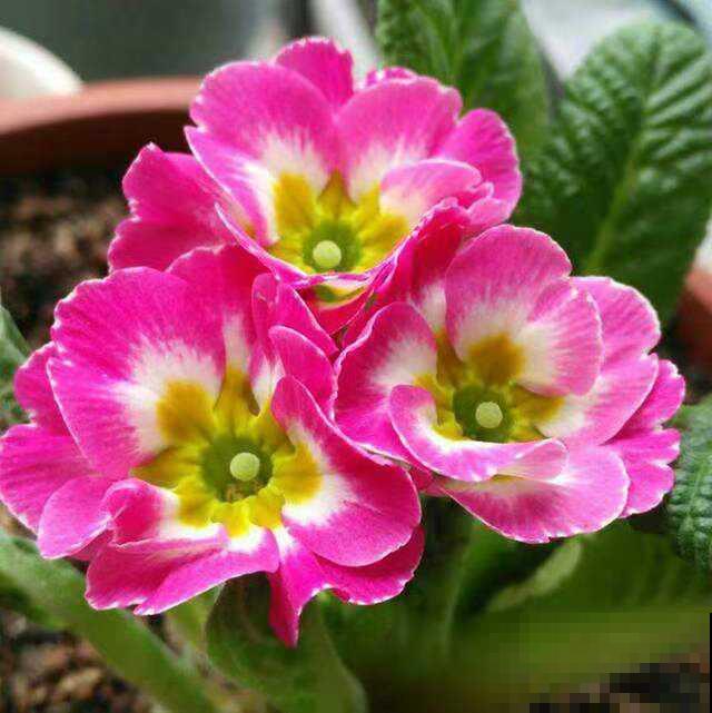 4种生长在路边的美花，春天呼呼开，堪比选美大赛