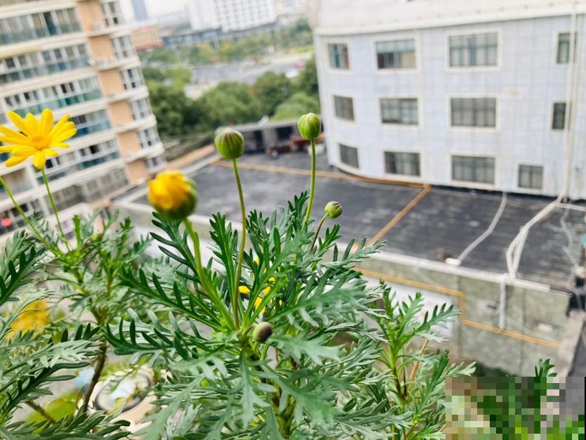 小阳台想养花,自有6种“爆盆花”可养 小阳台想养花,自有6种“爆盆花”可养