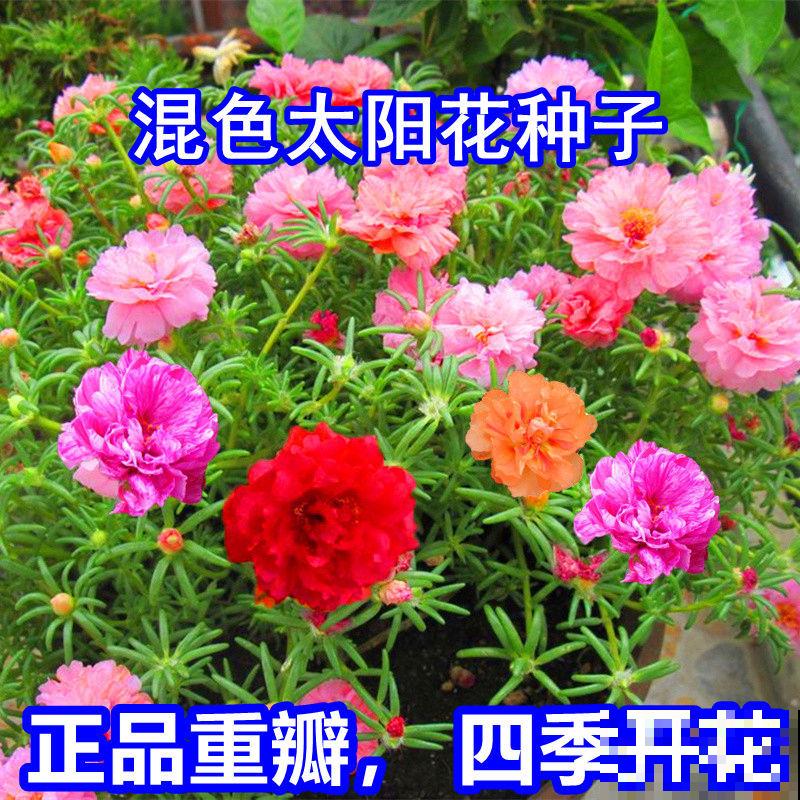 太阳花开花少，一看就是3件事没做好，养对了开爆一阳台