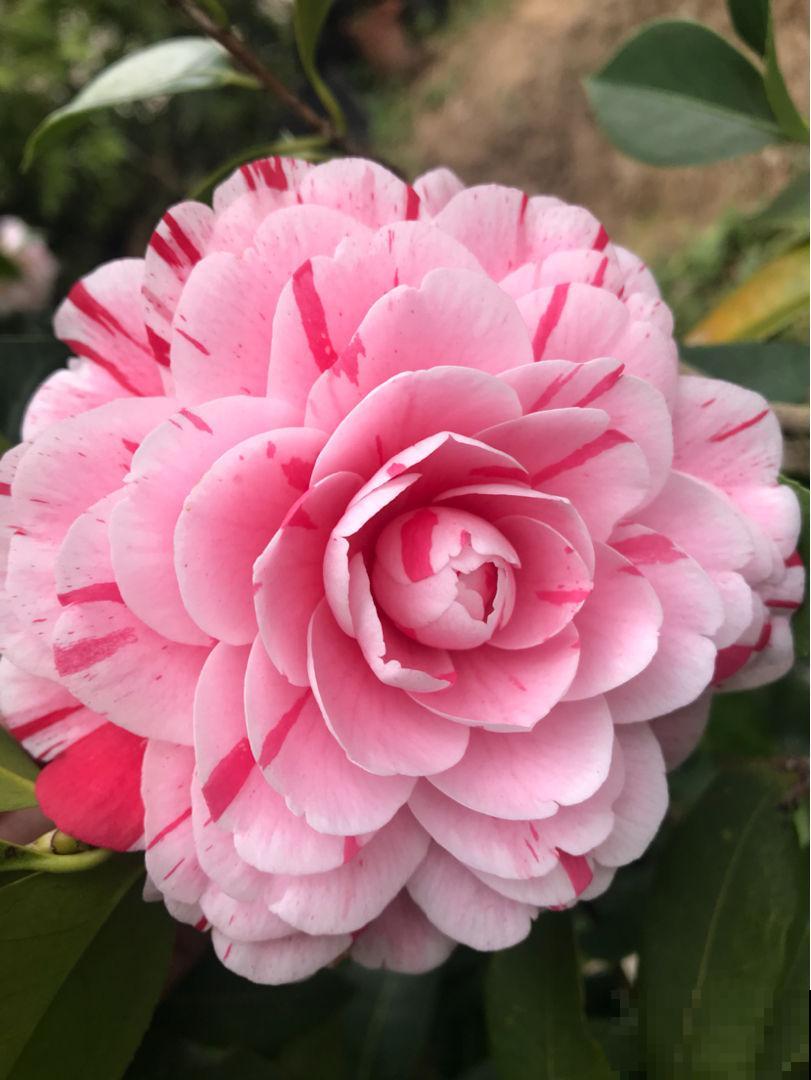 娇滴滴的3种花，实际上很“硬气”，冬天照样开花