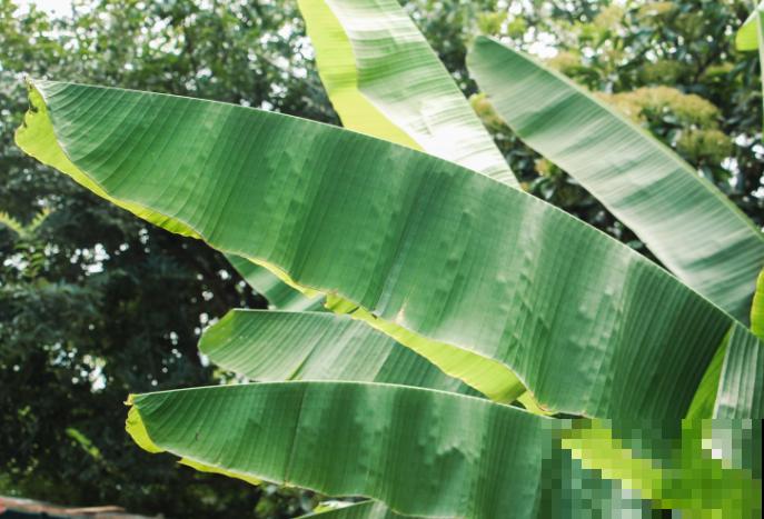 家里也能养的香蕉树，叶子油绿株型壮，一年四季绿油油