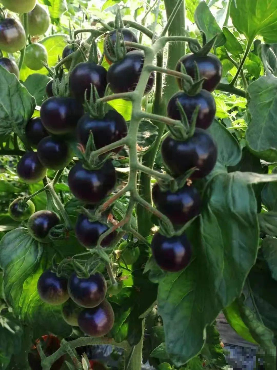 家里养盆圣女果,酸甜可口随意吃,新手也能养爆盆! 家里养盆圣女果,酸甜可口随意吃,新手也能养爆盆!