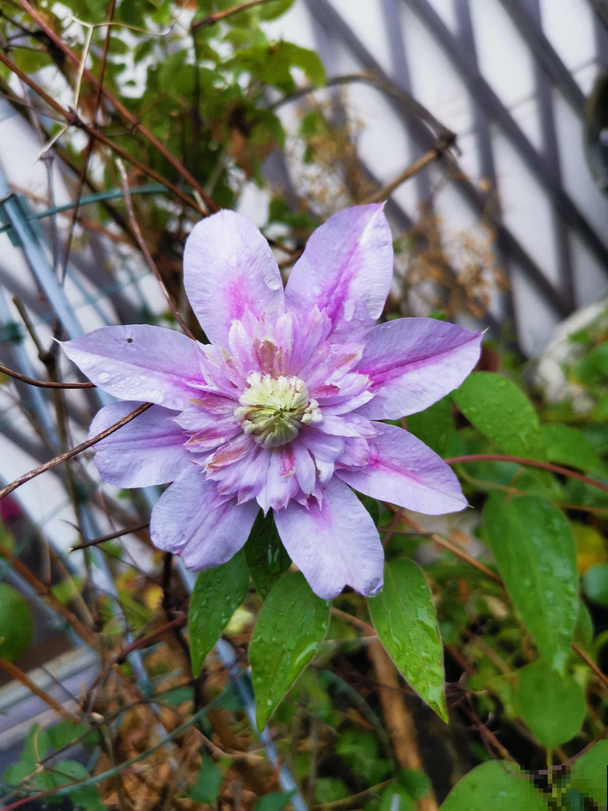 买花要挑好品种,预算充足就买这5种,不行就别买了 买花要挑好品种,预算充足就买这5种,不行就别买了