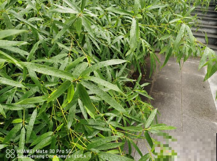 家养的竹子四季常青,养一盆还有招财好兆头,适合养家里 家养的竹子四季常青,养一盆还有招财好兆头,适合养家里