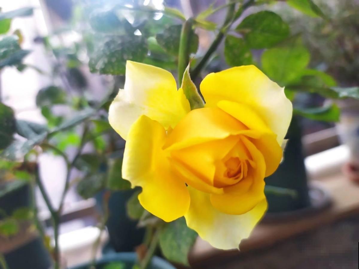 养花时，浇水方法很重要，7个禁忌要规避