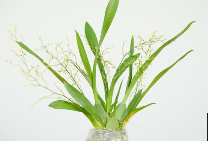 文心兰品种多，常见这5种，哪种都很好