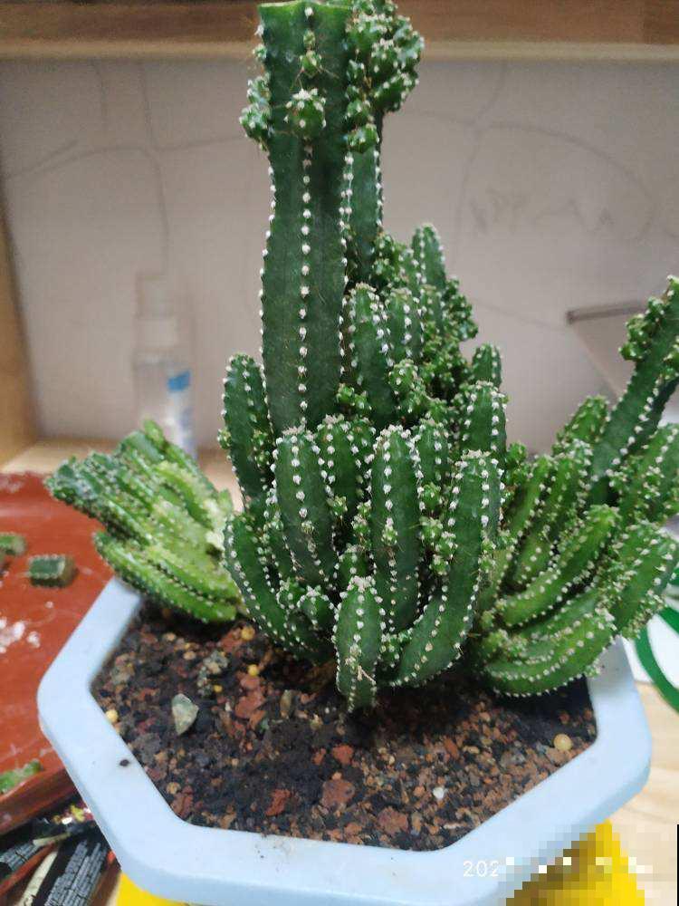 养花不能随便养，有的有害，有的反而健康