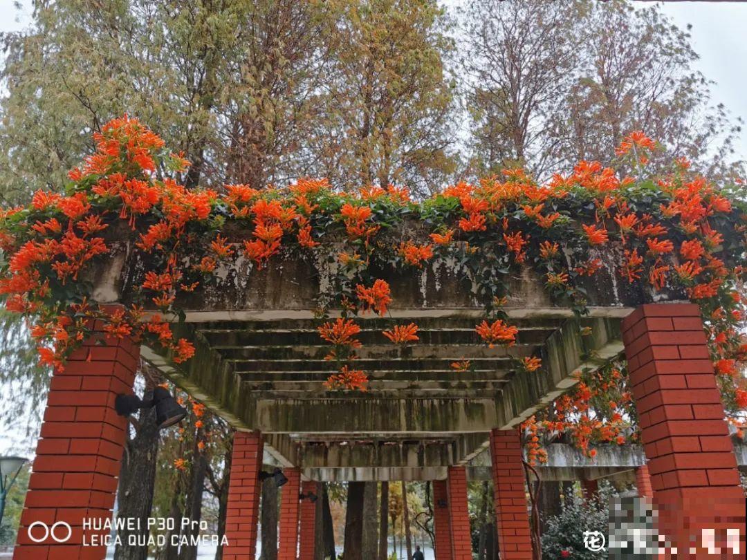 过年烟花没看够，快养这9种花，开花更美