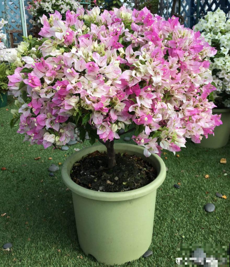 “外甥正月不剃头”，8种花正月不能剪，还要再忍1个月