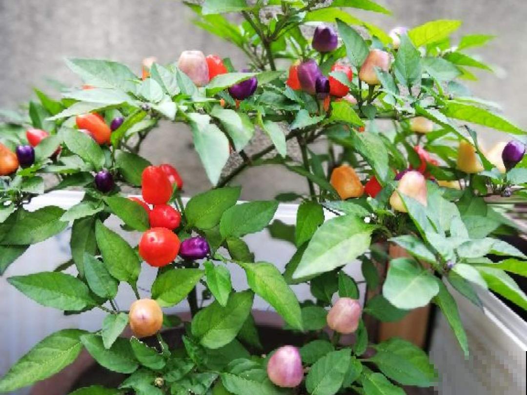 50种花春天播种,长满小院子,能开一整年 50种花春天播种,长满小院子,能开一整年