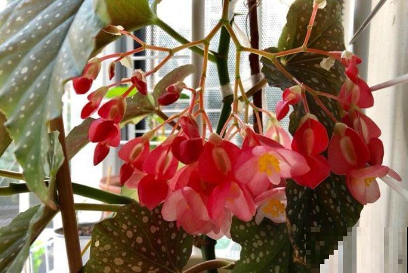 1种花只开花不长叶,真是令人头疼,肥料赶紧补上 1种花只开花不长叶,真是令人头疼,肥料赶紧补上