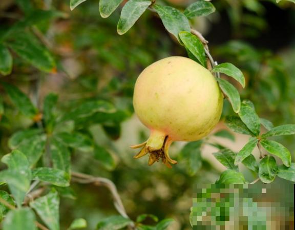 石榴的种植方法，学会这5步，年年结果