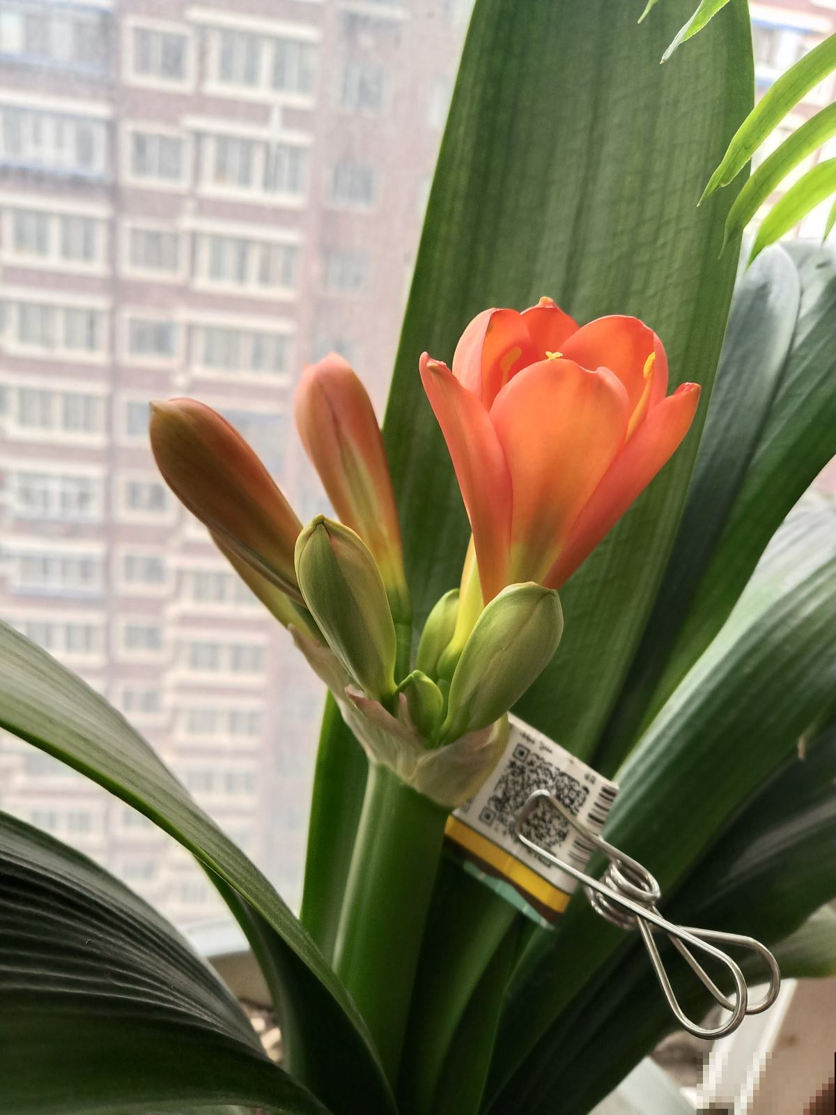 君子兰一直不开花，学会什么叫“春化”，开花数量翻倍