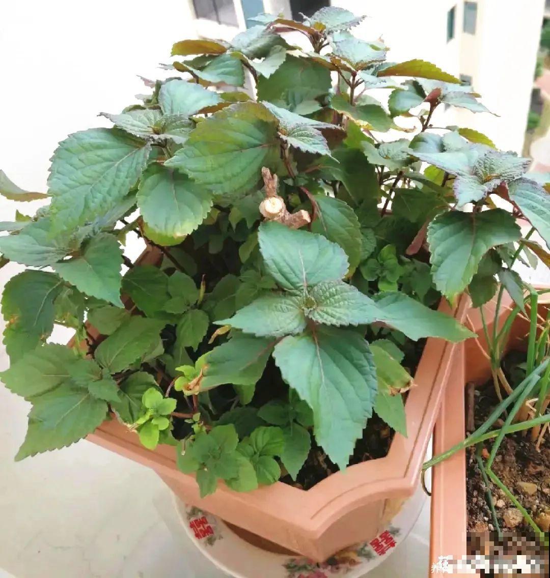 客厅养花别乱摆，选对位置，财运滚滚来！