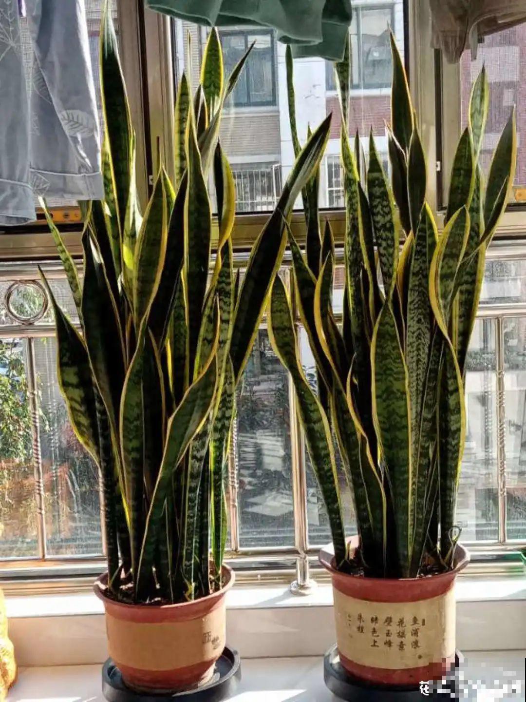 君子兰喝点油,爆花效果好,年年开出大花球 君子兰喝点油,爆花效果好,年年开出大花球