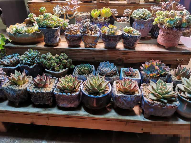 想在家里打造一个小花园，这6个方法要收藏，家里也变小花园