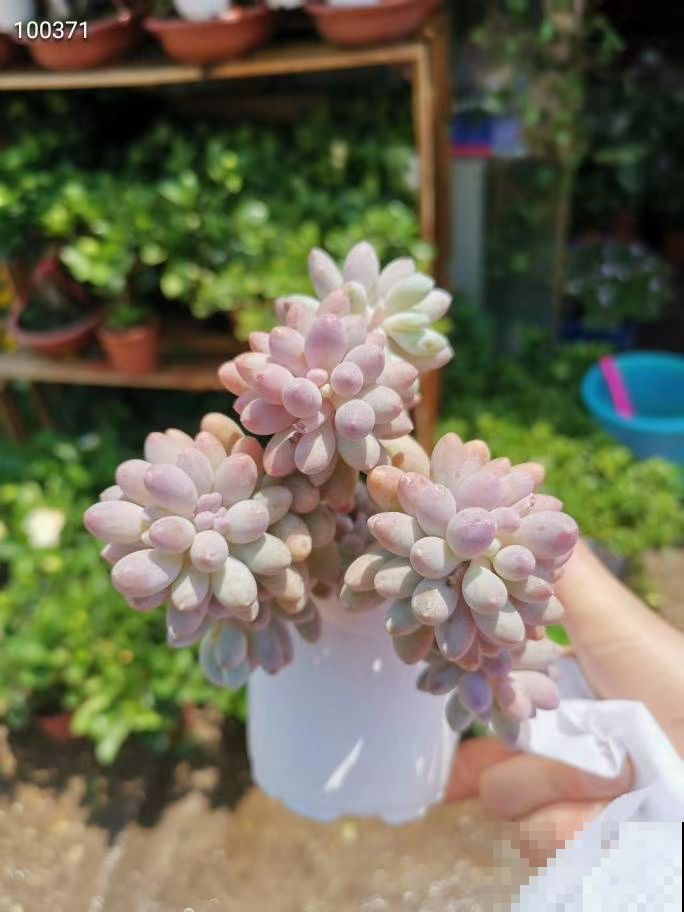 4种多肉圆嘟嘟，总是分不清，小细节带你一秒辨别