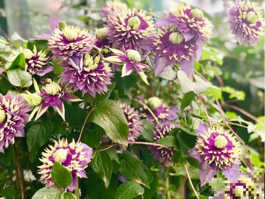 花园三剑客也要换盆,越冷长得越旺,明年呼呼开花 花园三剑客也要换盆,越冷长得越旺,明年呼呼开花