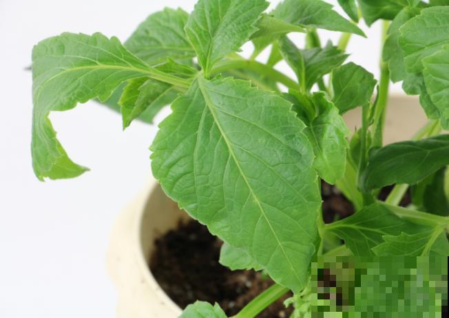 大丽花发芽后,注意这4点,轻松长出壮实苗 大丽花发芽后,注意这4点,轻松长出壮实苗