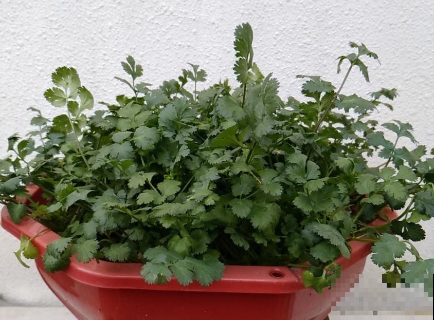 撒了把香菜种子,好不容易长了苗,全都烂了,究竟为啥? 撒了把香菜种子,好不容易长了苗,全都烂了,究竟为啥?