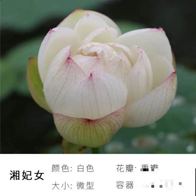 碗里就能种的荷花，1节藕种土里，初夏就开花