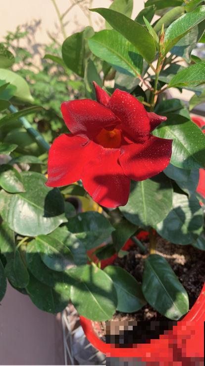 春天来了,推荐6种适合阳台养的盆栽花,开花爆盆花期长 春天来了,推荐6种适合阳台养的盆栽花,开花爆盆花期长