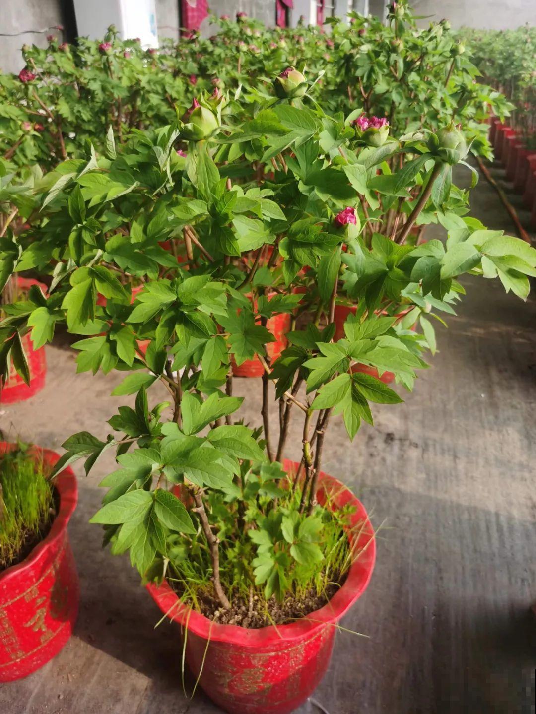 花中之王牡丹,过年家里备一盆,艳压群芳! 花中之王牡丹,过年家里备一盆,艳压群芳!