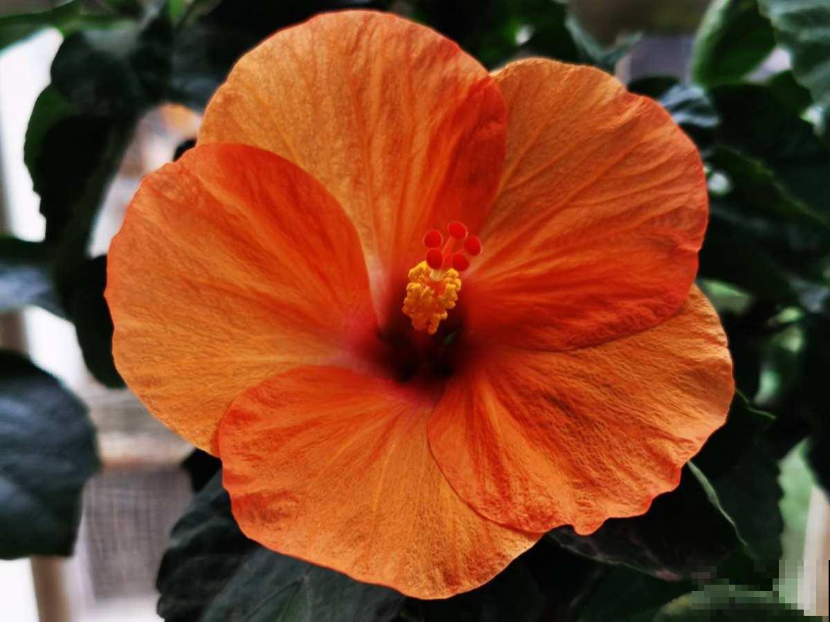 老话说“花草三不送,送了变仇人”,一不小心得罪人,可要注意了 老话说“花草三不送,送了变仇人”,一不小心得罪人,可要注意了