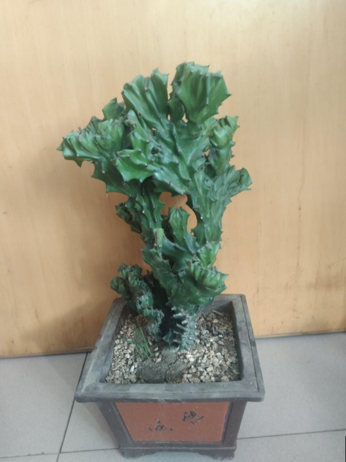 邻居捡了一棵怪植物,栽花盆里养5年,有人出5万买 邻居捡了一棵怪植物,栽花盆里养5年,有人出5万买