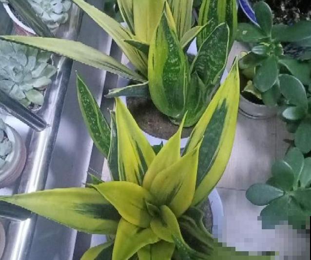 黄金虎皮兰要想黄腾腾,注意这4点,颜色更好看 黄金虎皮兰要想黄腾腾,注意这4点,颜色更好看