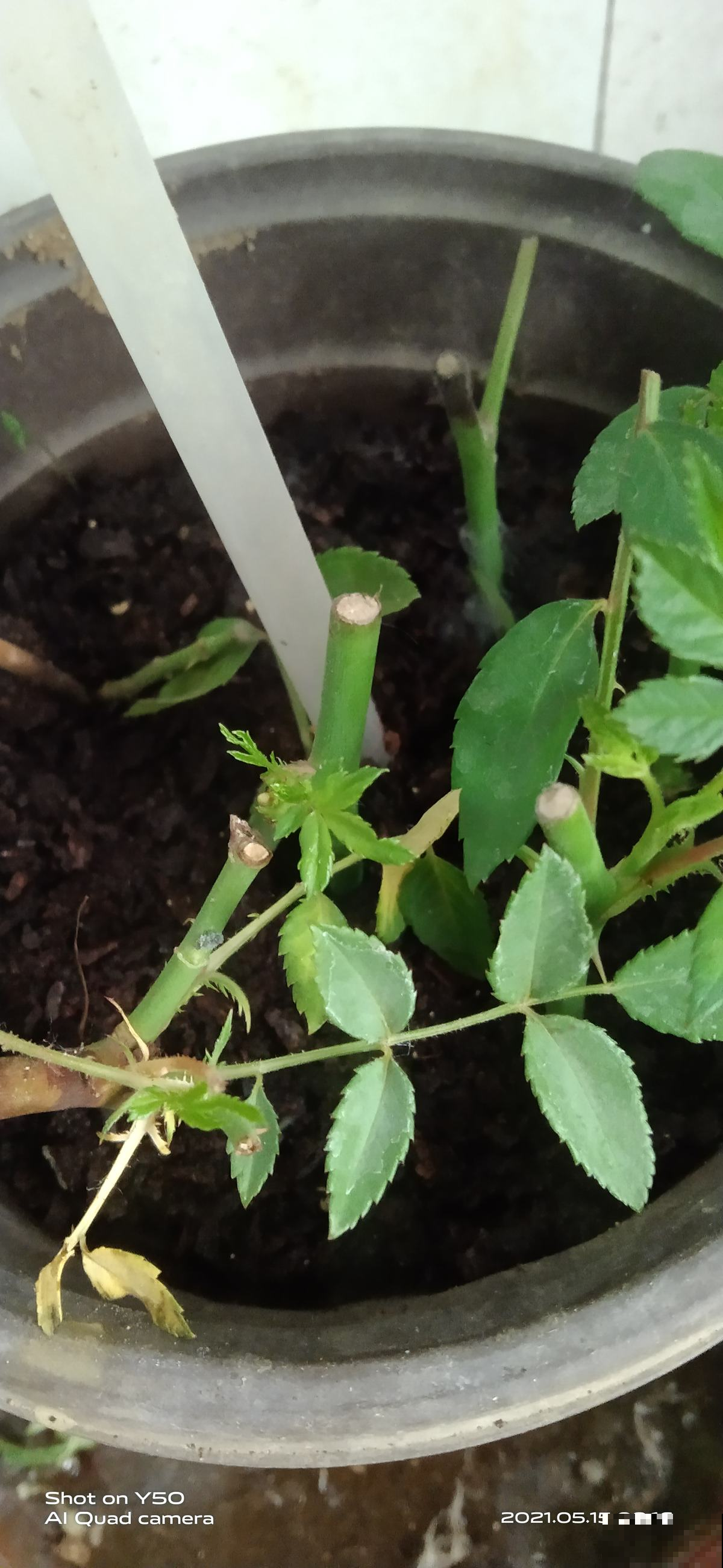 扦插总黑杆，4个方法秒变扦插“金手指”，插多少活多少