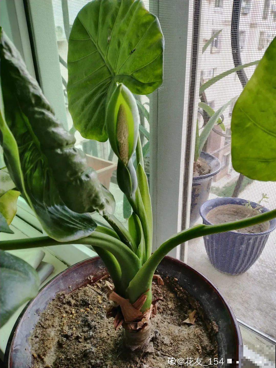 “香花卧室放，花旺人不旺”，老祖宗的良言，大有道理！