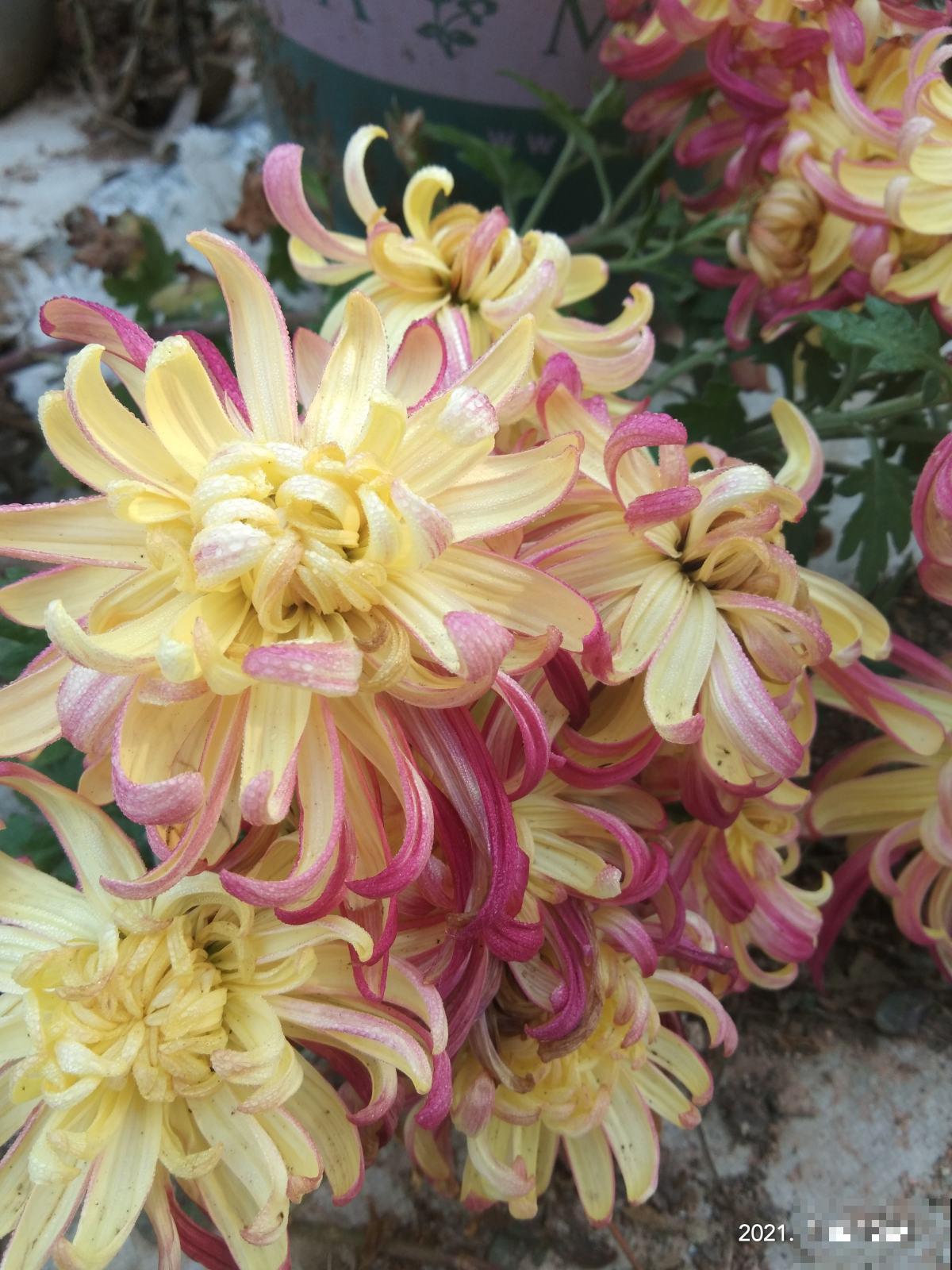 一种花很有名，但婆婆不让我养，只因为不吉利