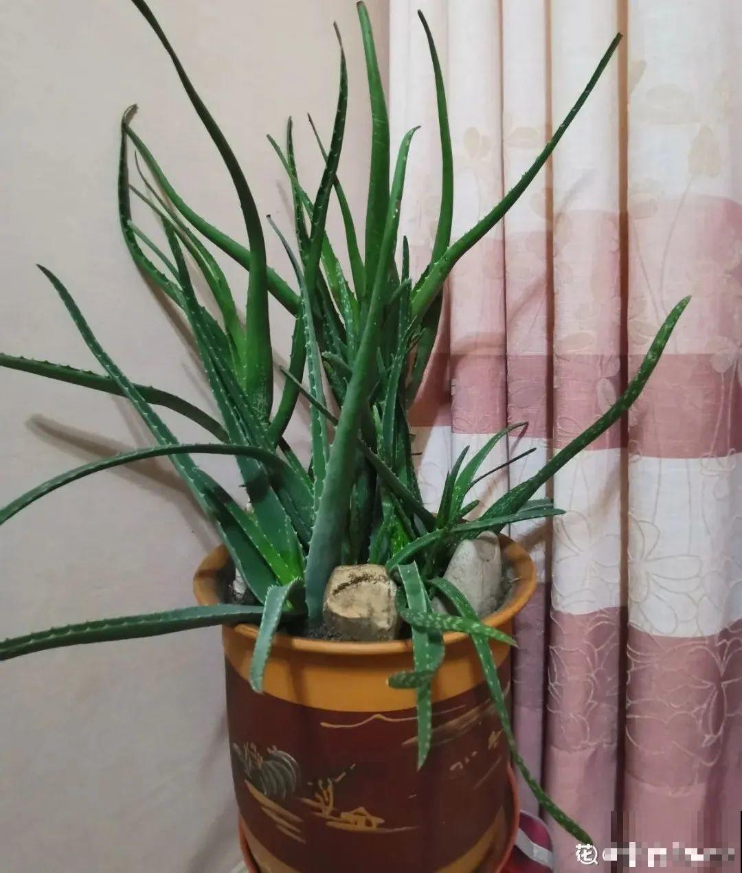 客厅养花别乱摆，选对位置，财运滚滚来！