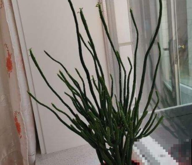 一种花名叫“光棍树”，掰个枝条插土里，7天就生根