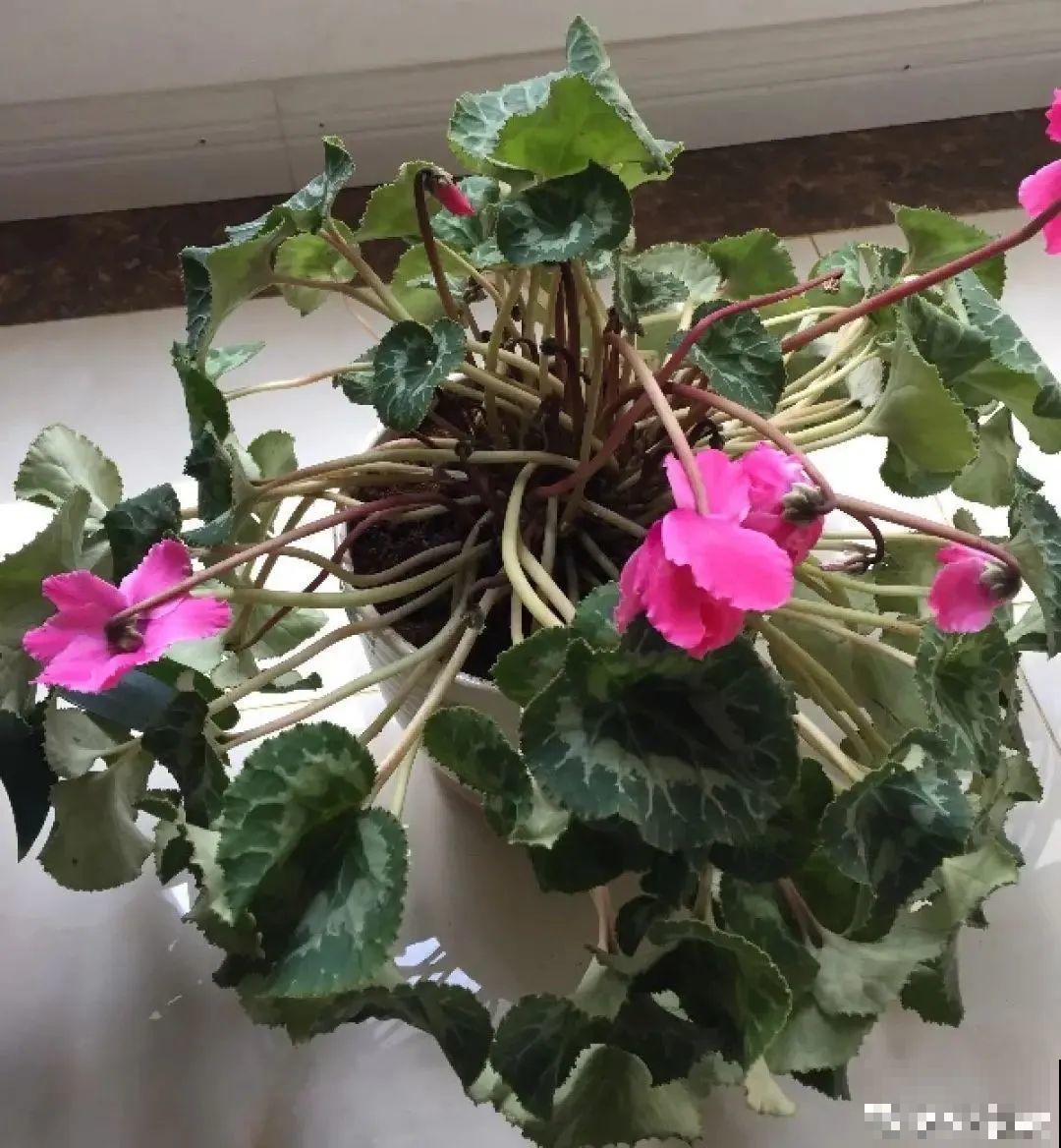 年前不敢买的“贵货花”，现在捡漏，价格低到“不可思议”