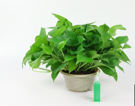 花的种类有这4种，养殖很简单，注意生长习性长势旺