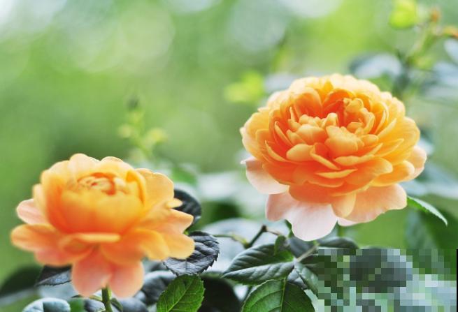 微月界的两种“称霸花”，爆花容易还特勤花，越养越爆盆