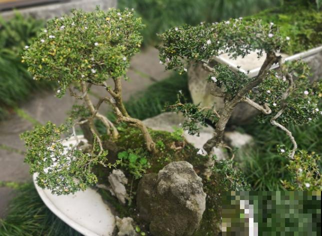 六月雪黄叶掉叶,主要是这4点原因,及时处理还有救 六月雪黄叶掉叶,主要是这4点原因,及时处理还有救