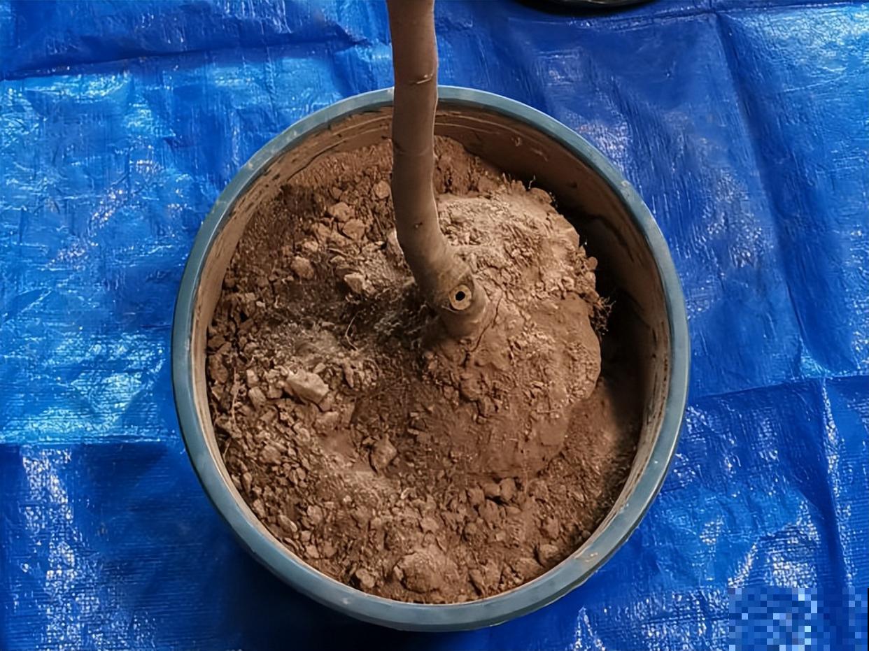 超详细的植物换土步骤，保姆级教程，实用的很