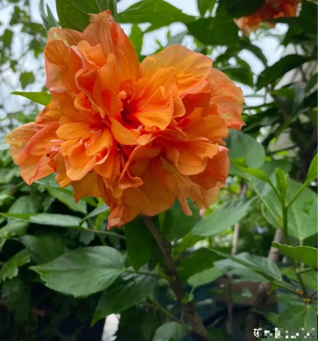 8种不“吉利花”，养在家里“有麻烦”，到底扔不扔？