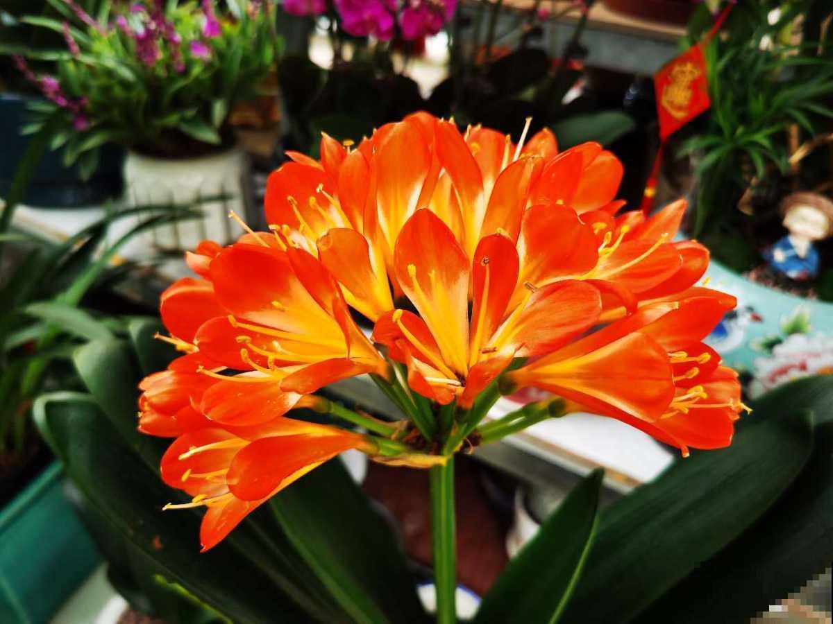 5个谣言，养花时最不能信，不然植物死翘翘