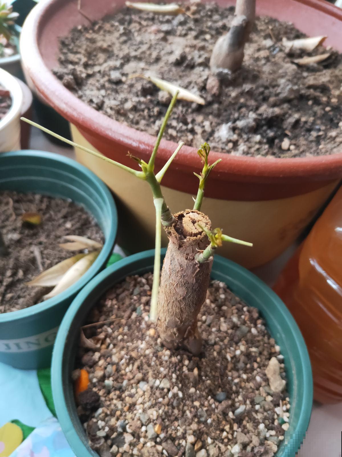 3种花命特硬，轻易养不死，养着养着变老桩