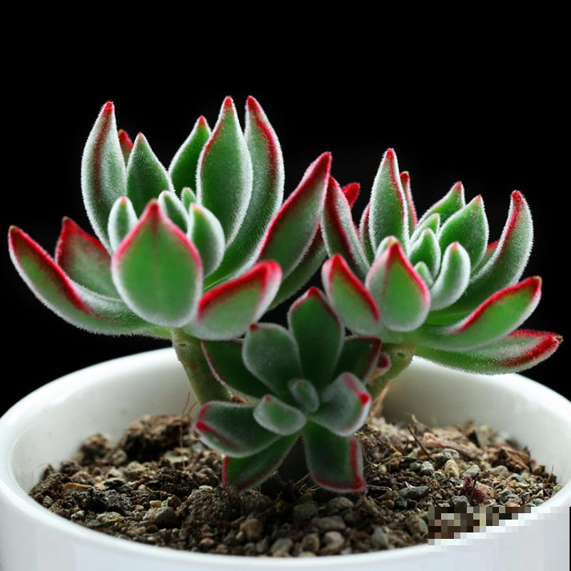 锦晃星剪个头，爆出密密麻麻小侧芽，爆盆很容易