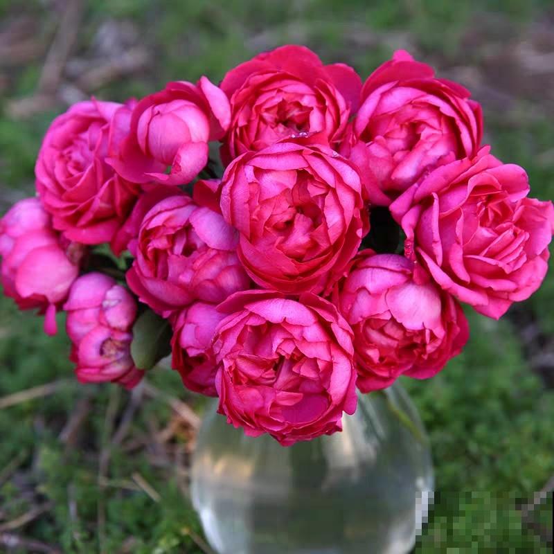 胭脂香水难养，主要和这3点有关，学会以后养殖变简单