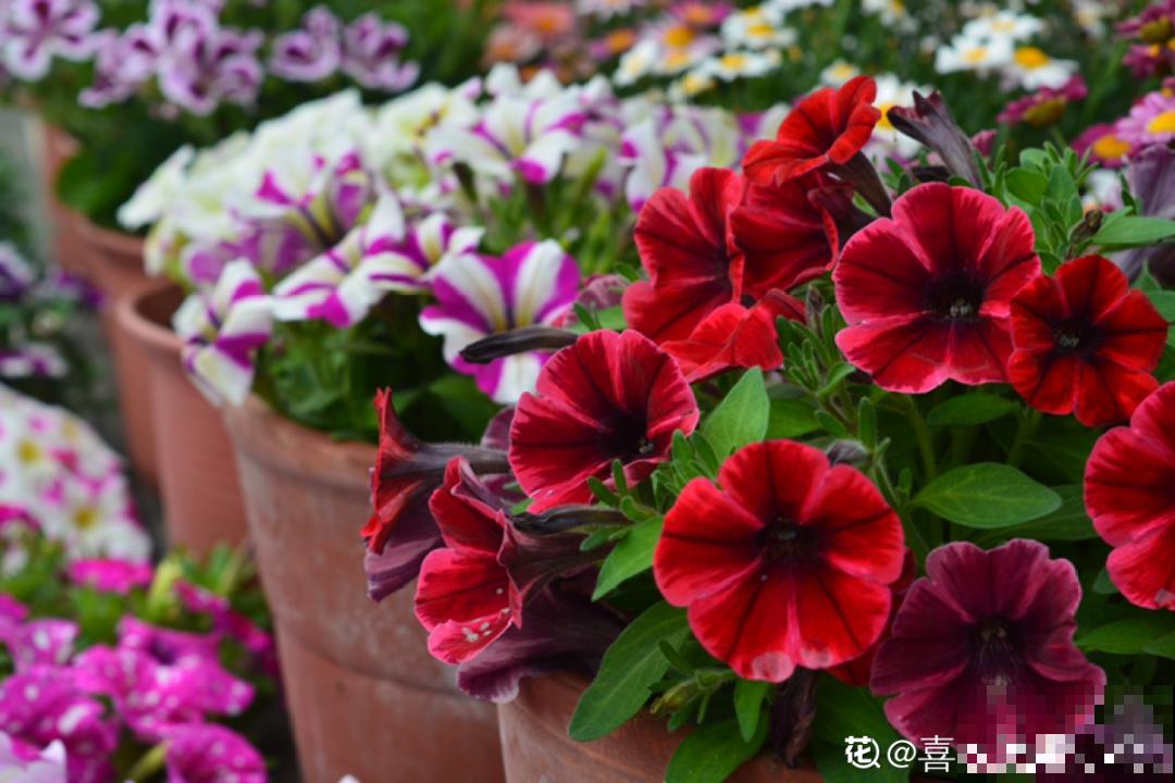 50种花春天播种,长满小院子,能开一整年 50种花春天播种,长满小院子,能开一整年