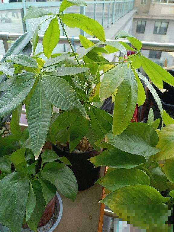 家养植物千千万,这30种都养过的,就是养花大神 家养植物千千万,这30种都养过的,就是养花大神