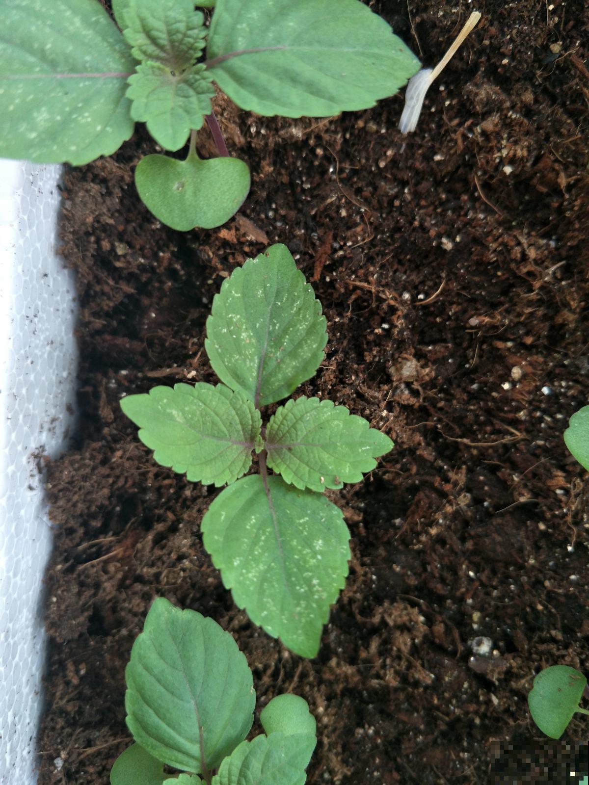 6种蔬菜适合春天种，能看又能吃，省下一笔买菜钱