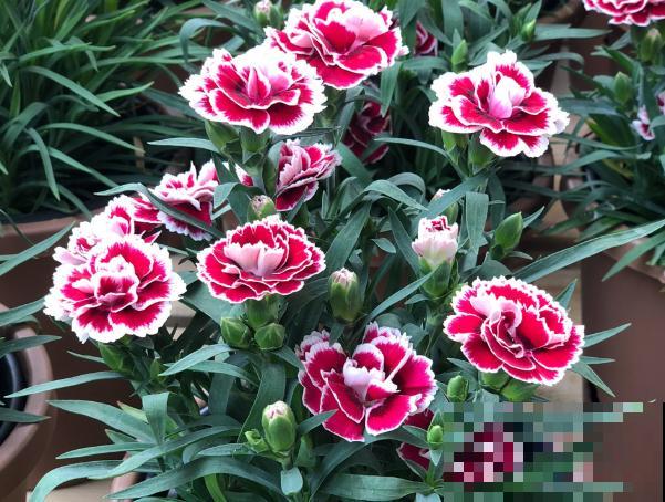 家里养盆康乃馨,学会这5步扦插,明年一盆变多盆 家里养盆康乃馨,学会这5步扦插,明年一盆变多盆