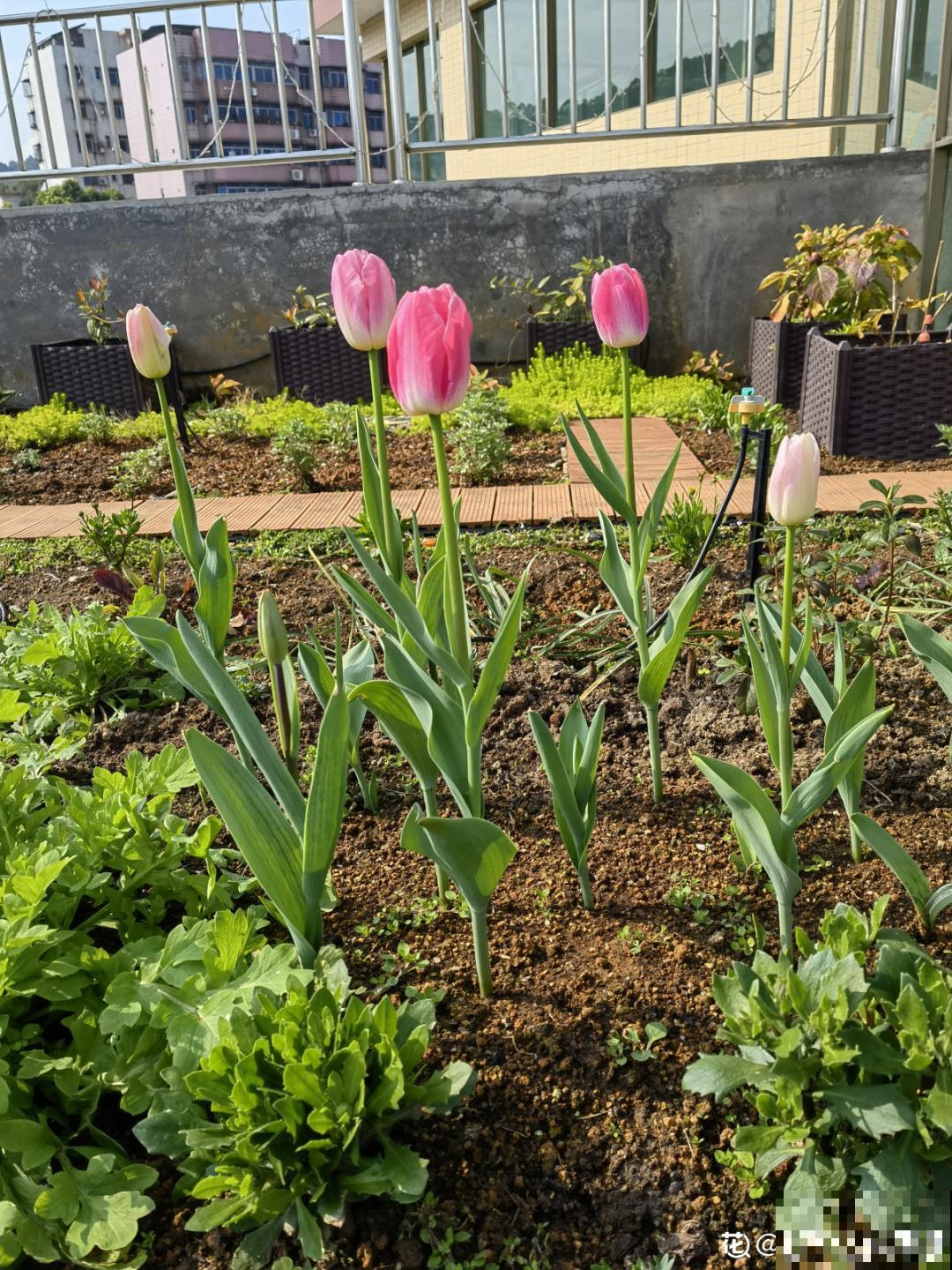 “庄稼一枝花，全靠肥当家”，现在施肥，呼呼爆盆开花